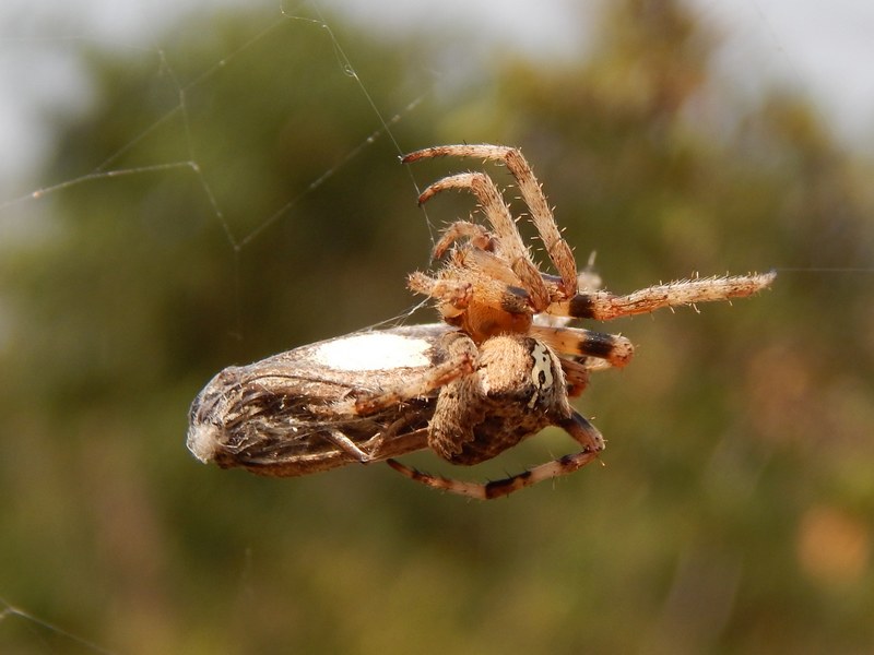 Araneus angulatus con Melanargia galathea -